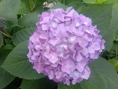 -合肥滨湖国家森林公园