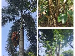 -中国科学院西双版纳热带植物园