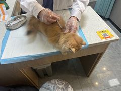 -半岛宠物医院24小时(西派城店)