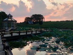 -大塘金香草谷