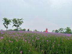 -同里国家湿地公园
