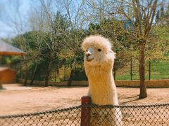 -大连森林动物园