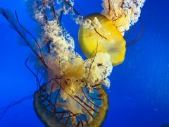 -太平洋海底世界