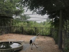 -盐城丹顶鹤湿地生态旅游区
