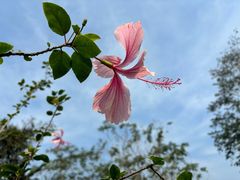 -中国科学院西双版纳热带植物园