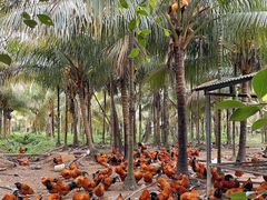 -兴隆槟榔园休闲农庄