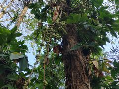 -西双版纳原始森林公园