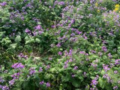 -合肥滨湖国家森林公园