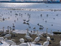 -烟墩角天鹅湖