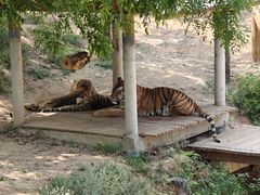 -石家庄市动物园