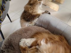-平行世界·猫咖(首经贸店)