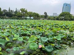 -无锡蠡湖国家湿地公园-蠡园