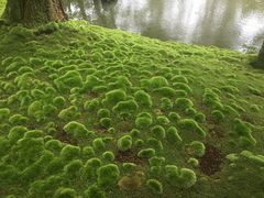 -西芳寺(苔寺)