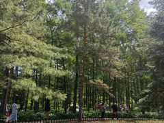 -黑龙江省森林植物园