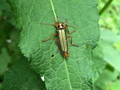 -终南山国家森林公园