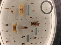 -美国自然历史博物馆