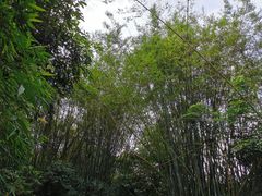 -大屏嶂森林公园