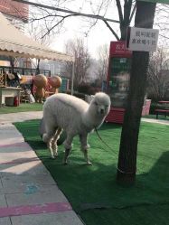 -萌宠亲子动物乐园(槐房万达店)