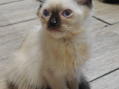 -楼上猫咖(罗湖店)