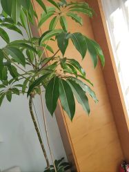 -HEYAN荷妍专业脱毛连锁机构