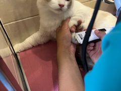 -北京观赏动物医院·24小时大型综合·猫专科·异宠专科