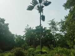 -中国科学院西双版纳热带植物园