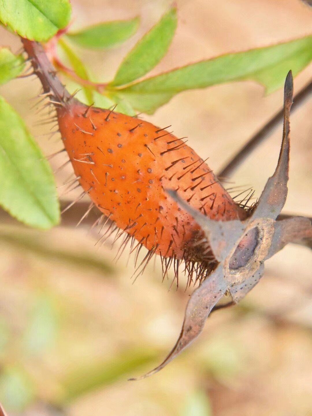 你们认识这个果子吗?这个果子叫什么?