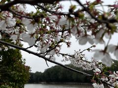 -高东镇樱花园