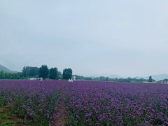-北京东方普罗旺斯薰衣草庄园
