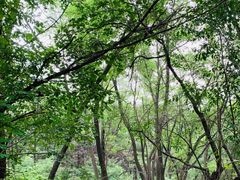 -高尔山公园