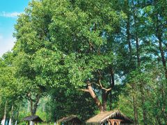 -合肥滨湖国家森林公园