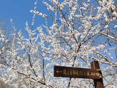 -桃花堤公园