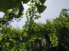 -宁波浙东大竹海景区