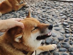 -柴犬高等学院·狗咖·柴犬售卖·宠物训练