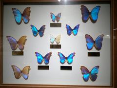 -上海昆虫博物馆