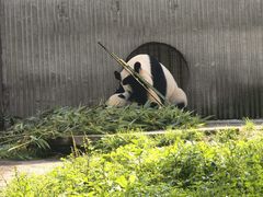 -都江堰中华大熊猫苑