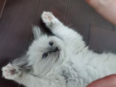 -欣宠猫屋·矮脚拿破仑·蓝金金渐层