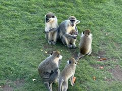 -西霞口神雕山野生动物世界