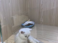 -屋虎猫馆(宝安大仟里店)