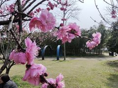 -无锡蠡湖国家湿地公园-蠡园