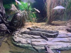 -正佳雨林生态植物园