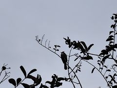 -云溪植物园