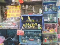 -溪岸路花鸟市场