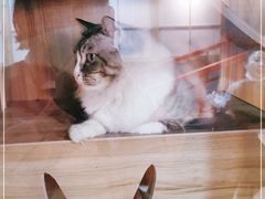 -白兔子密室(长寿路店)