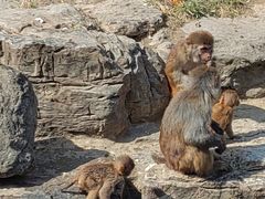 -北京野生动物园