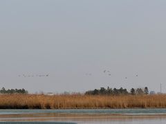 -盐城丹顶鹤湿地生态旅游区