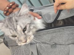 -北京观赏动物医院·24小时大型综合·猫专科·异宠专科