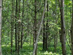 -桤木河湿地公园