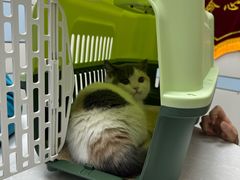 -中农国际动物医院24小时·猫科·骨科·急重症中心