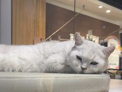 -藏猫猫咖啡主题馆(中央大道店)